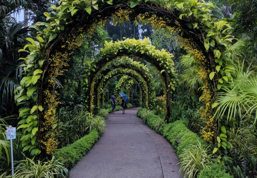 Le jardin des orchidées : le plus grand du monde.