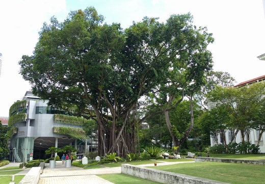 Un arbre à caoutchouc face au musée national de Singapour.