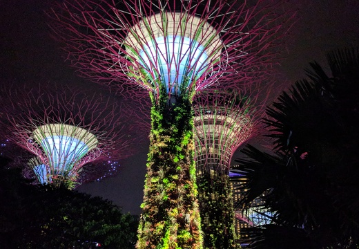 Les supertree de Gardens by the bay