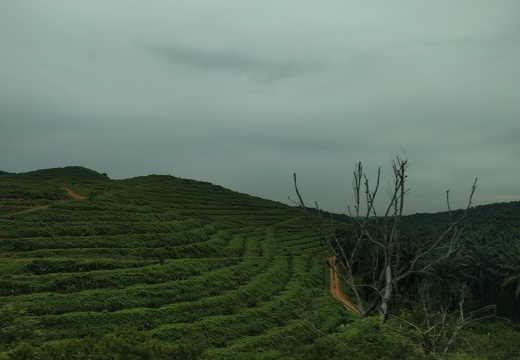 Un champ de thé et de palmier